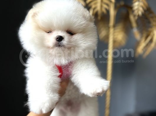 Ayı Surat Irk Garantili Pomeranian Boo Teddy Bear