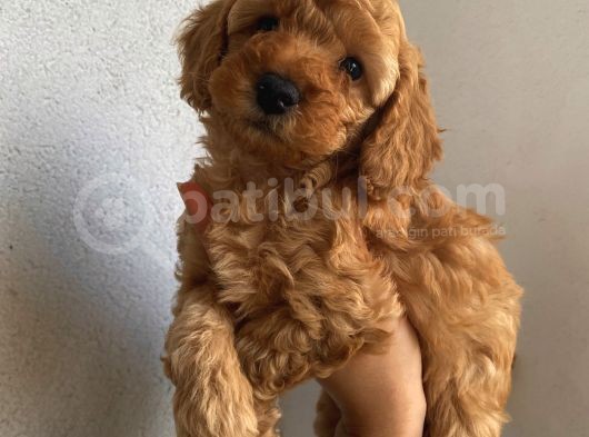 Muhteşem Poodle Bebeklerimiz