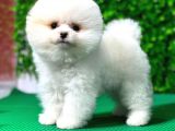 Orjinal Pomeranian Boo