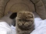 Scottish Fold Yavrumuzu Sahiplendiriyoruz