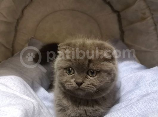 Scottish Fold Yavrumuzu Sahiplendiriyoruz görsel