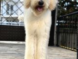 Dev Poodle Eğitimli Hypoallerjenik Yavrular