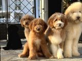 Eğitimli Full Aşılı Goldendoodle Yavrularımız