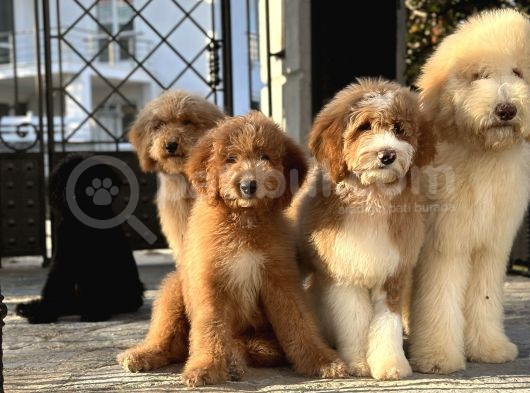 Eğitimli Full Aşılı Goldendoodle Yavrularımız görsel