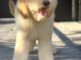 Hypoallerjenik Labradoodle Yavrular Dna Testleri Yapılmış