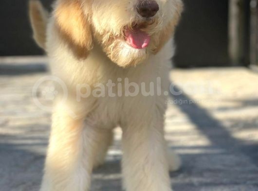 Hypoallerjenik Labradoodle Yavrular Dna Testleri Yapılmış görsel