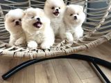 Pomeranian Boo Teddy Bear Ayı Surat