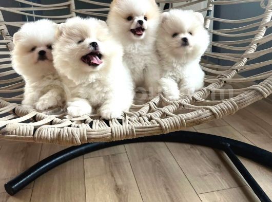 Pomeranian Boo Teddy Bear Ayı Surat görsel