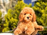 Orji̇nal Toy Poodle Yavrular