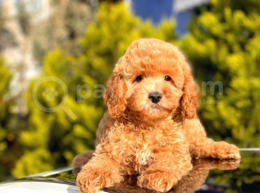 Orji̇nal Toy Poodle Yavrular