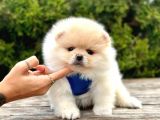 Pomeranian Boo Sevimli Mini Boy Yavrular