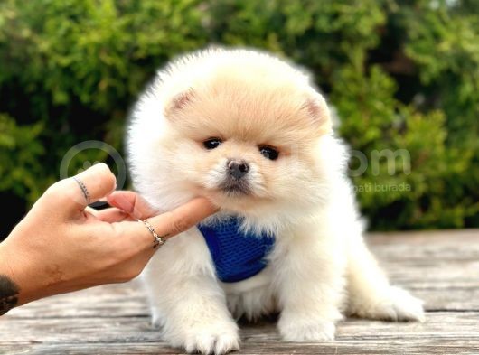 Pomeranian Boo Sevimli Mini Boy Yavrular görsel