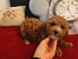 Muhteşem Poodle Bebeklerimiz