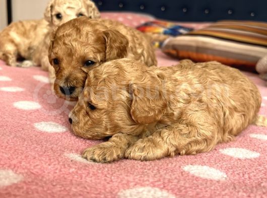 Toy Poodle Bebeklerim Rezerve’ye Açıldı görsel