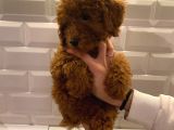 Red Brown Toy Poodle Bebekler