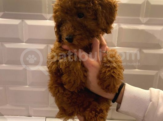 Red Brown Toy Poodle Bebekler