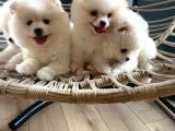 Pomeranian Boo Teddy Bear Ayı Surat