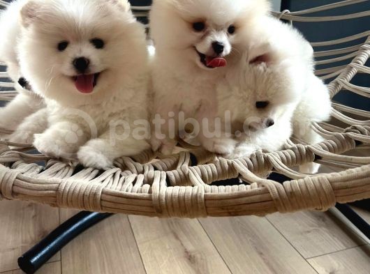 Pomeranian Boo Teddy Bear Ayı Surat görsel