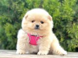 Safkan Teddy Bear Pomeranian Boo Yavrularımız