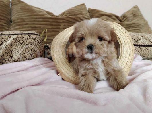 Dizayn Irk Sevimli Maltipoo Yavrular