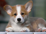 Welsh Corgi Pembroke Secereli A Kalite Yavrular