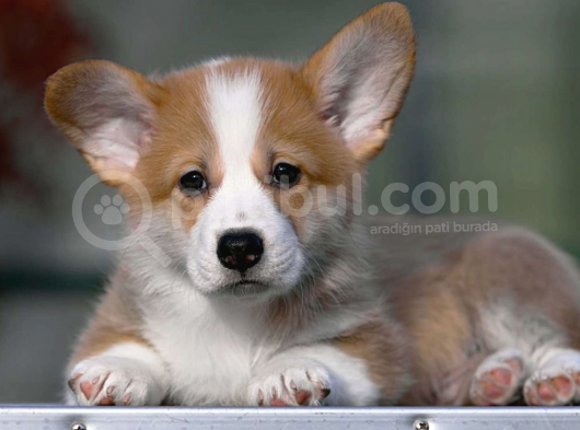 Welsh Corgi Pembroke Secereli A Kalite Yavrular