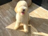 Hypoallerjenik Labradoodle Yavrular Dna Testleri Yapılmış