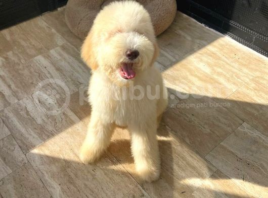 Hypoallerjenik Labradoodle Yavrular Dna Testleri Yapılmış görsel