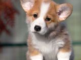 Welsh Corgi Pembroke Secereli A Kalite Yavrular