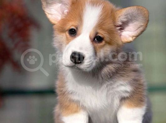 Welsh Corgi Pembroke Secereli A Kalite Yavrular görsel