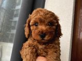 Muhteşem Poodle Bebeklerimiz