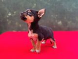 Teacup Yavrumuz Yeni Ailesini Bekliyor Chihuahua