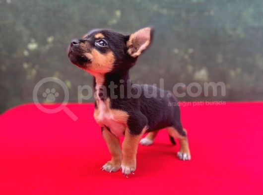 Teacup Yavrumuz Yeni Ailesini Bekliyor Chihuahua görsel