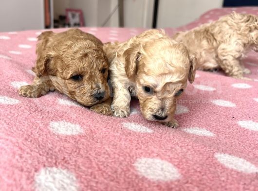 Toy Poodle Bebeklerim Rezerve’ye Açıldı