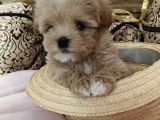 Dizayn Irk Sevimli Maltipoo Yavrular