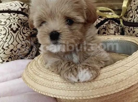 Dizayn Irk Sevimli Maltipoo Yavrular görsel