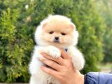 Pomeranian Boo Sevimli Mini Boy Yavrular
