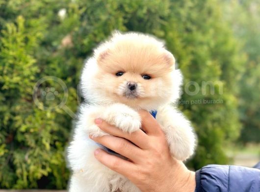 Pomeranian Boo Sevimli Mini Boy Yavrular görsel