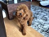 10 Aylik Red Erkek Poodle Yavrumuz
