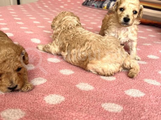 Toy Poodle Bebeklerim Rezerve’ye Açıldı görsel