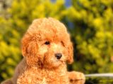 Orji̇nal Toy Poodle Yavrular