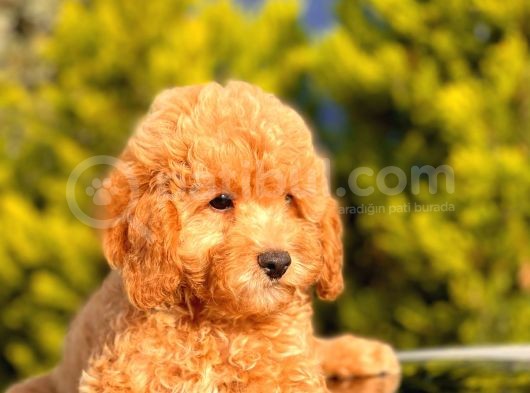 Orji̇nal Toy Poodle Yavrular görsel