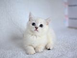 Okyanus Gözlü Si̇lver Poi̇nt Bri̇ti̇sh Shorthai̇r Yavrumuz