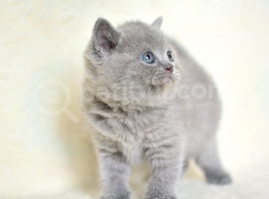 Küt Kafa Gri̇ Bri̇ti̇sh Shorthai̇r