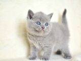 Küt Kafa Gri̇ Bri̇ti̇sh Shorthai̇r