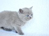 Top Kafa Gri̇ Bri̇ti̇sh Shorthai̇r Yavrumuz