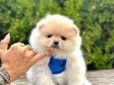 Pomeranian Boo Sevimli Mini Boy Yavrular