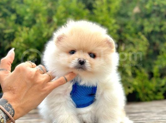 Pomeranian Boo Sevimli Mini Boy Yavrular görsel