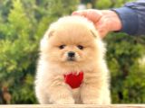 Safkan Teddy Bear Pomeranian Boo Yavrularımız