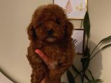 Aşılı Pasaportlu Poodle Yavrularımız